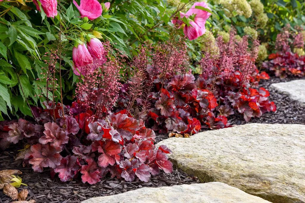Primo Mahogany Monster Coral Bells