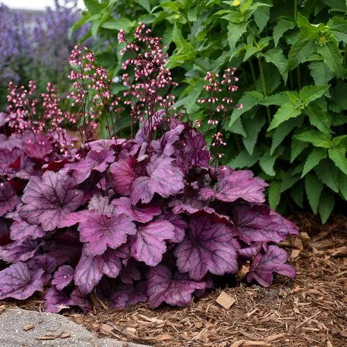 Primo Wild Rose Heuchera