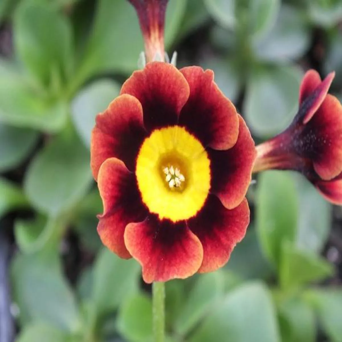 Primula auricula ArleyAlpine Auricula