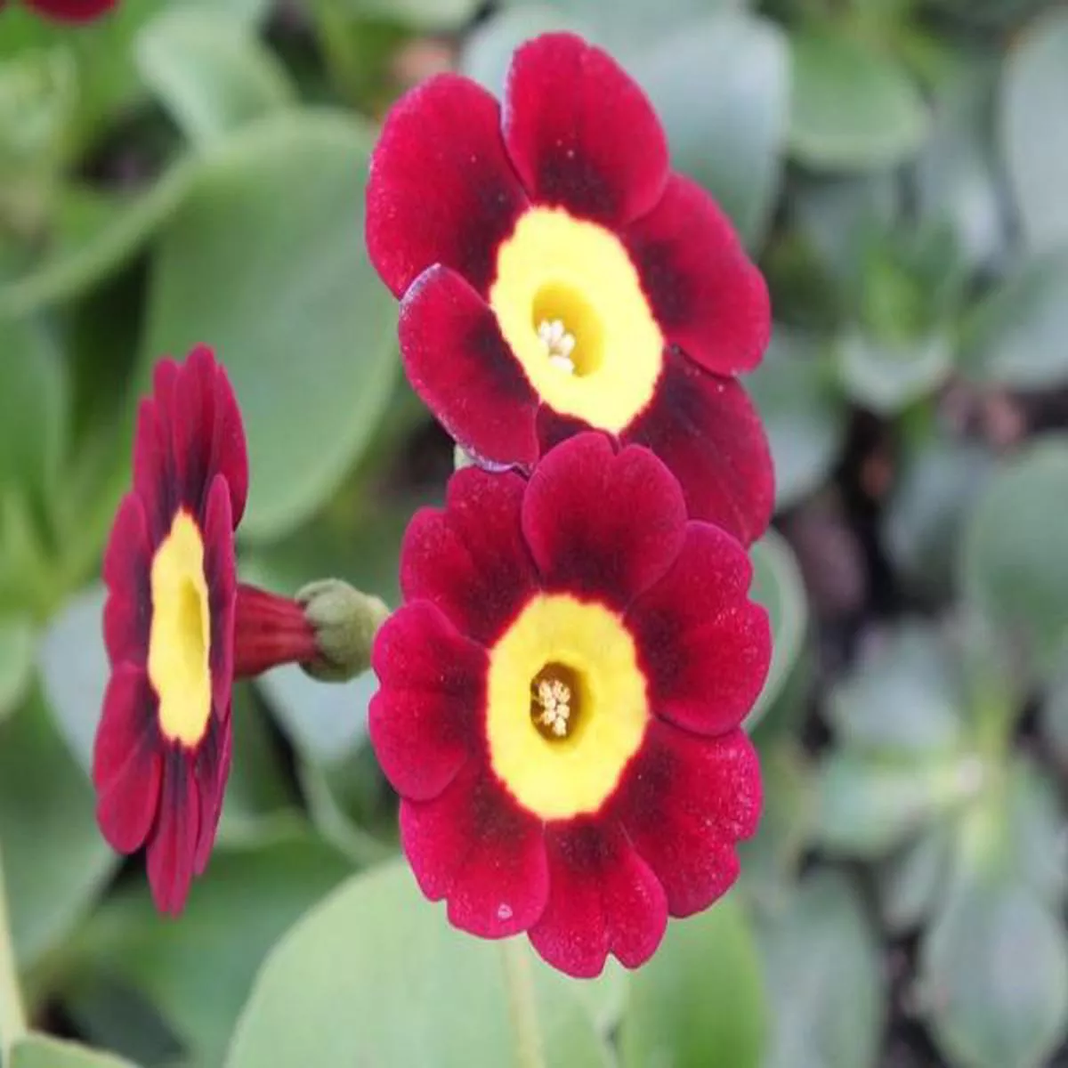 Primula auricula BewdleyAlpine Auricula