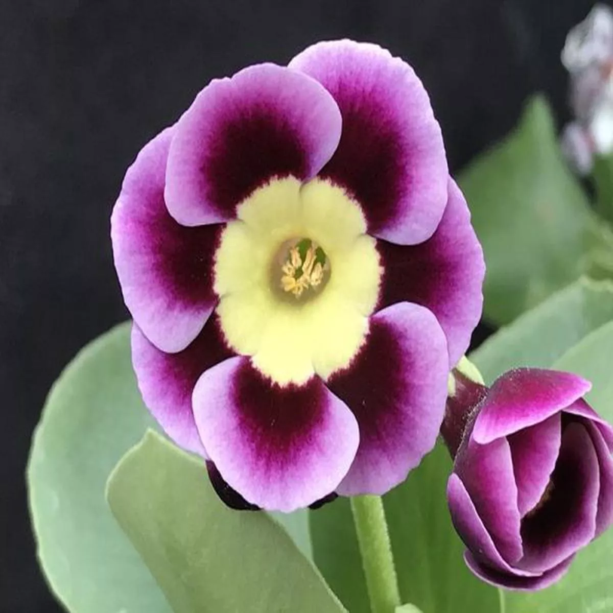 Primula auricula BuildwasAlpine Auricula