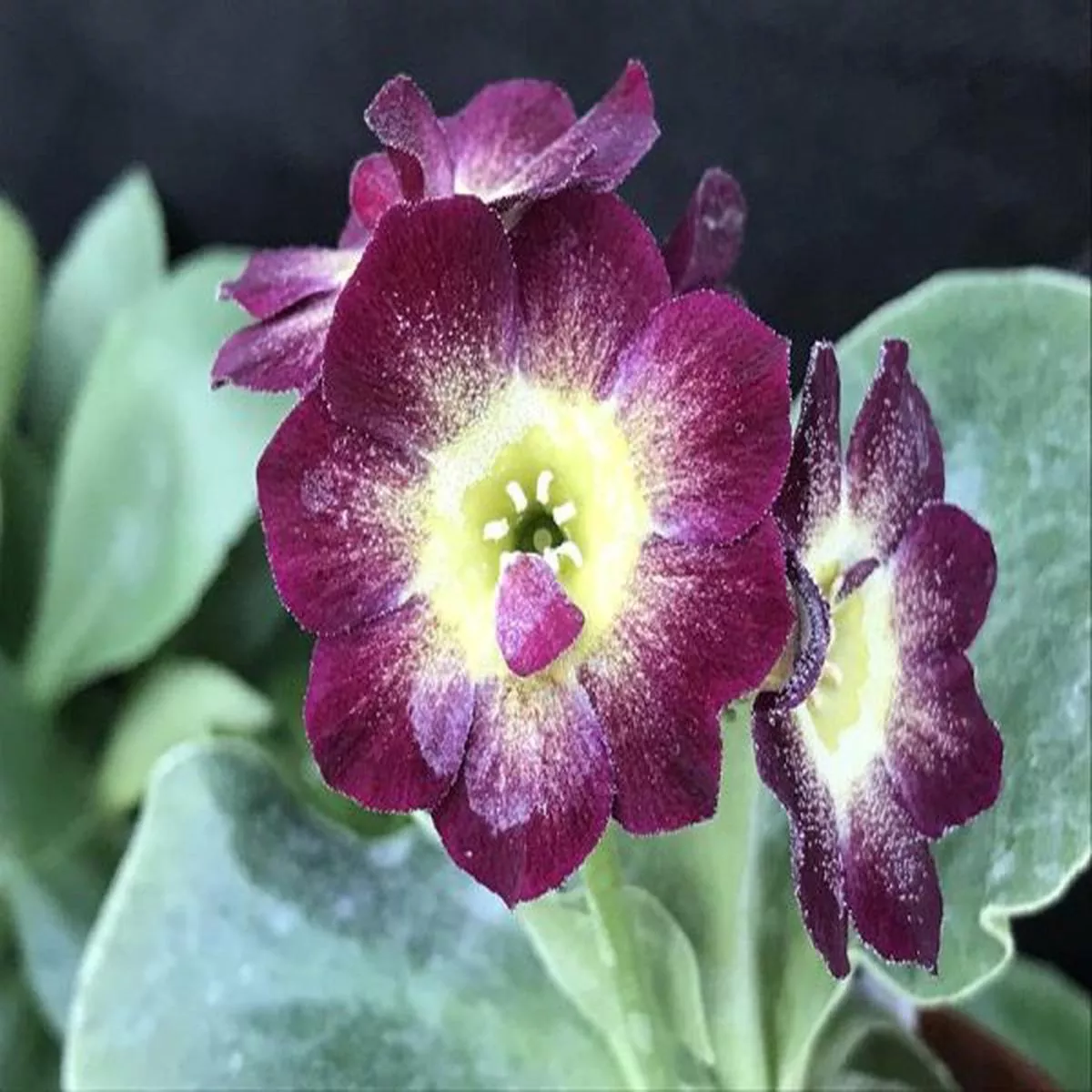Primula auricula CarnivalBorder Auricula