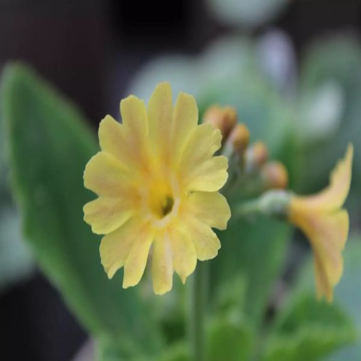Primula auricula ChamoisBorder Auricula