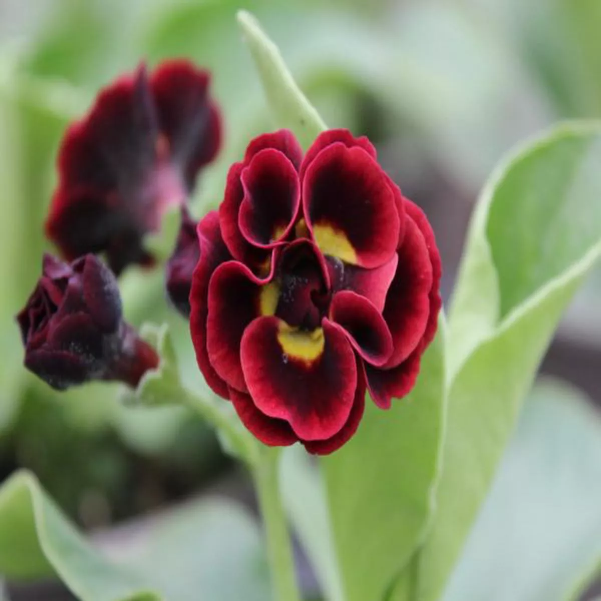 Primula auricula Crimson GlowDouble Auricula
