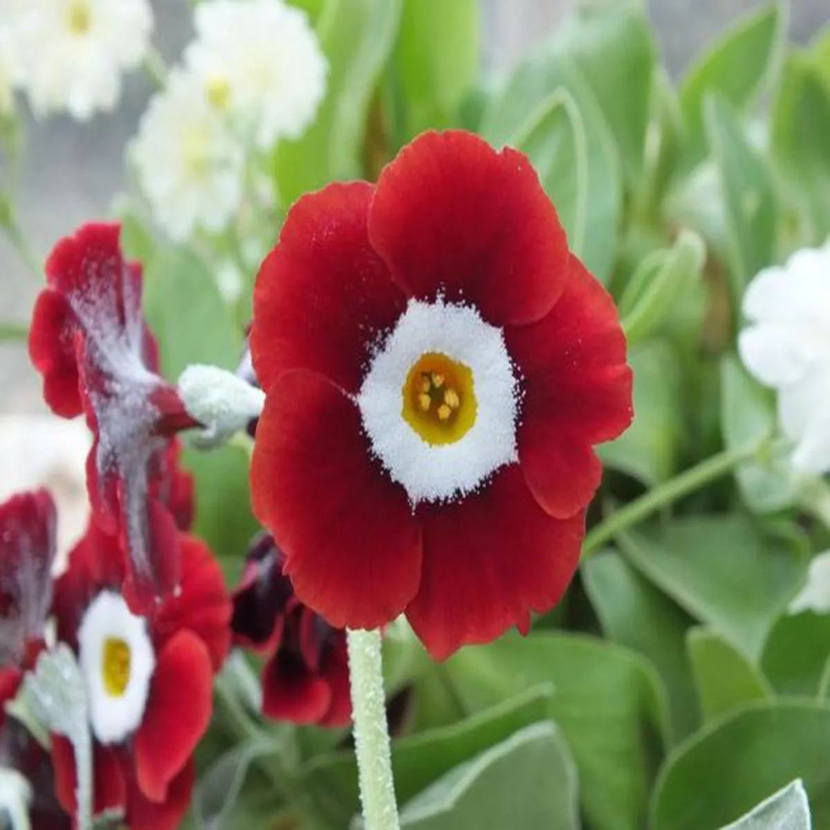 Primula auricula Dales RedBorder Auricula