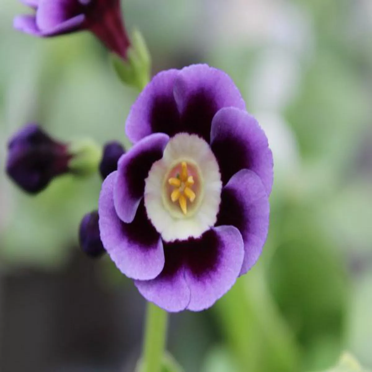 Primula auricula DanielAlpine Auricula