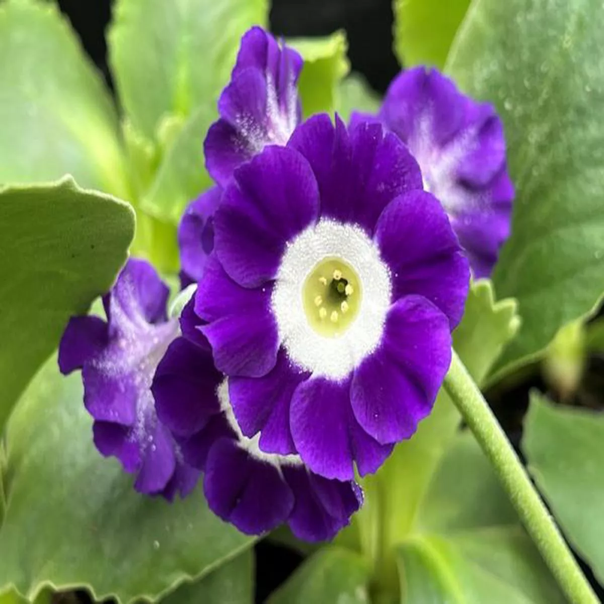 Primula auricula Eden Blue starBorder Auricula