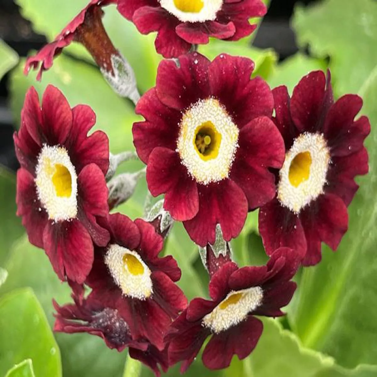 Primula auricula Eden DartagnanBorder Auricula