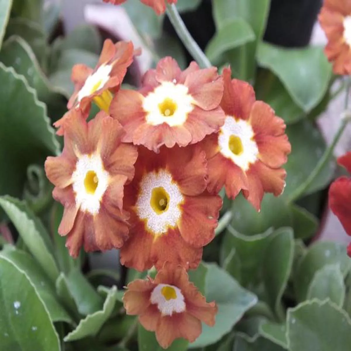 Primula auricula Eden GreenfinchBorder Auricula