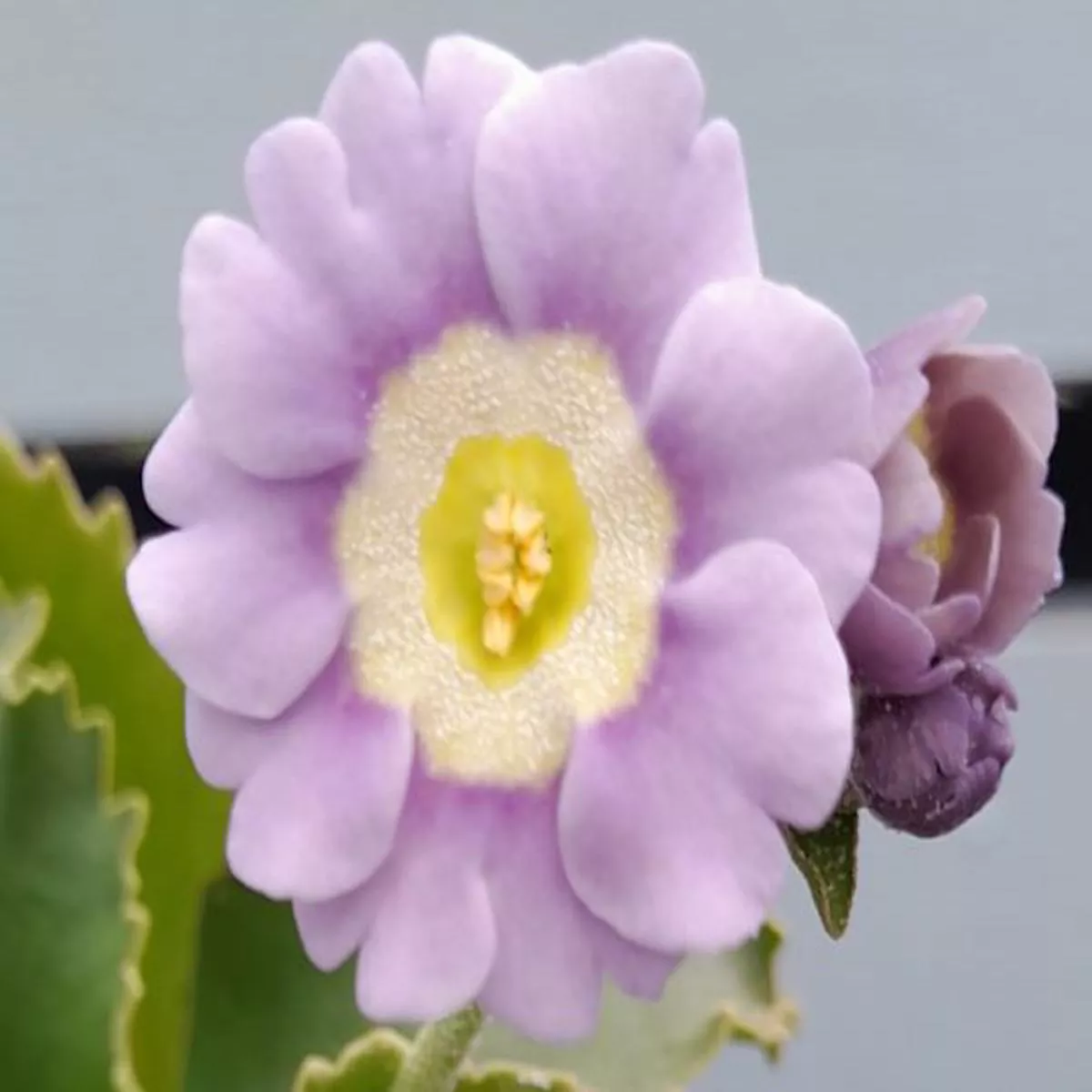 Primula auricula Eden LilactimeBorder Auricula