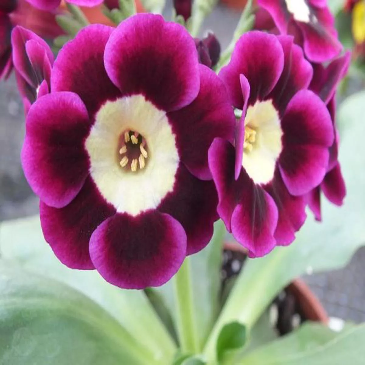 Primula auricula Elsie MayAlpine Auricula