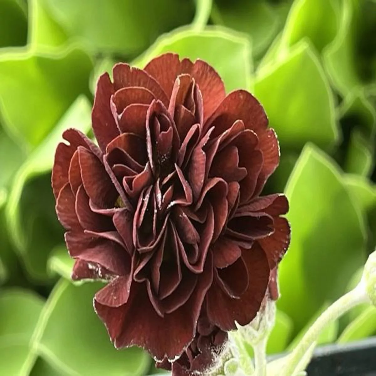 Primula auricula Forest StarDouble Auricula