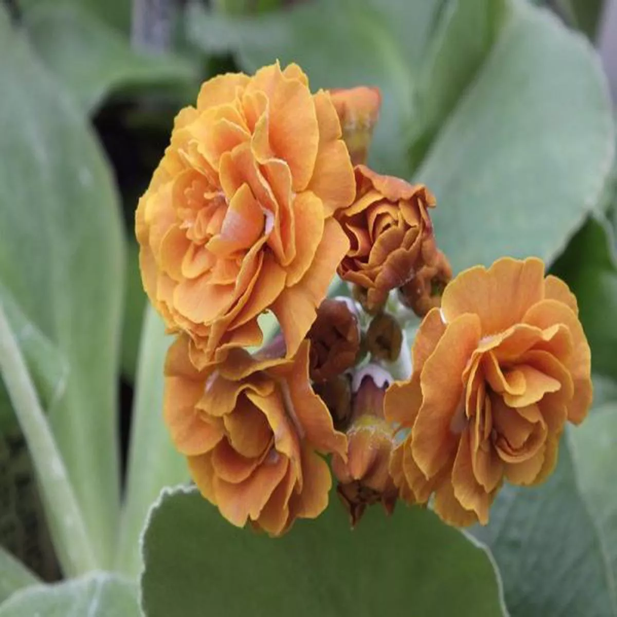 Primula auricula Golden SplendourDouble Auricula