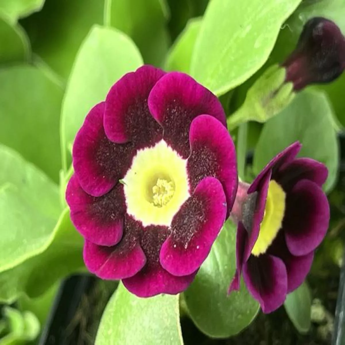 Primula auricula HighleyAlpine Auricula