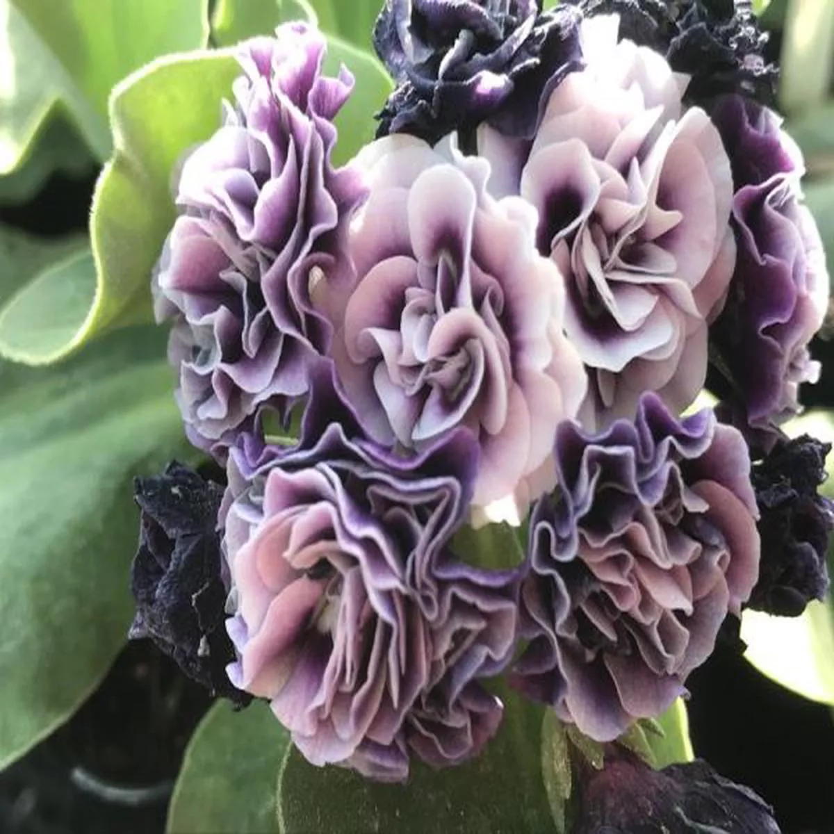 Primula auricula Judy BoremanDouble Auricula
