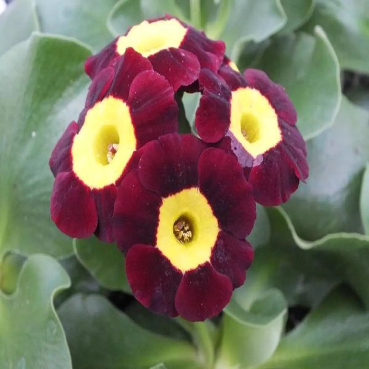 Primula auricula KidderminsterAlpine Auricula