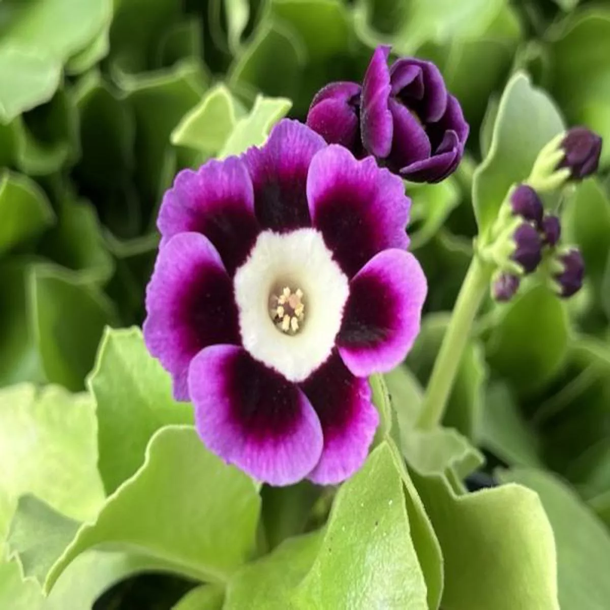 Primula auricula KingfisherAlpine Auricula