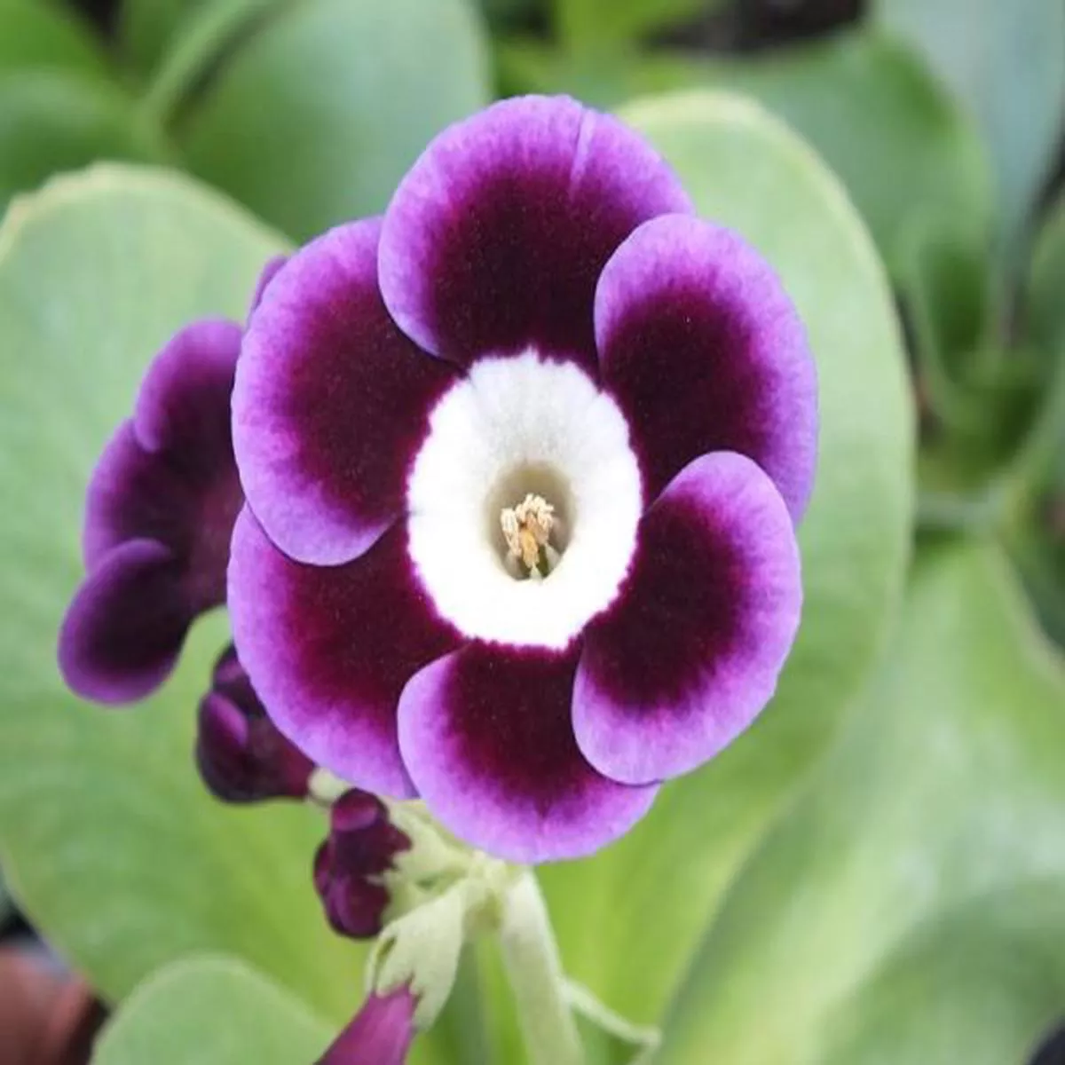 Primula auricula Langley ParkAlpine Auricula