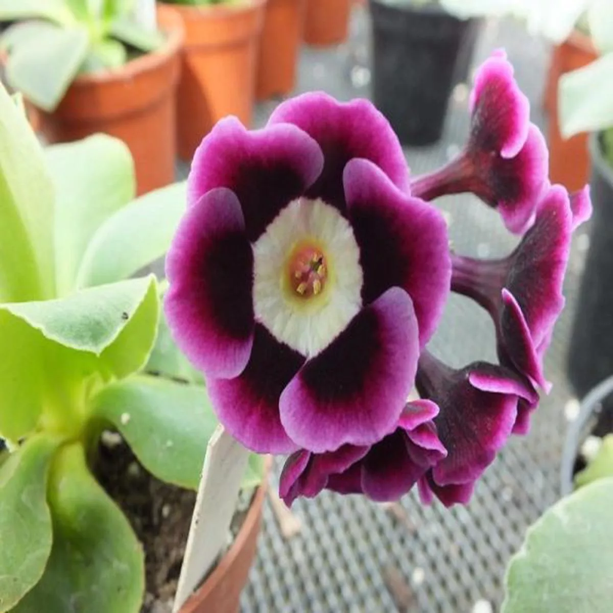 Primula auricula LegolasAlpine Auricula