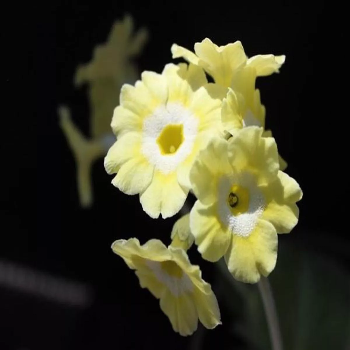 Primula auricula Lemon SherbetBorder Auricula