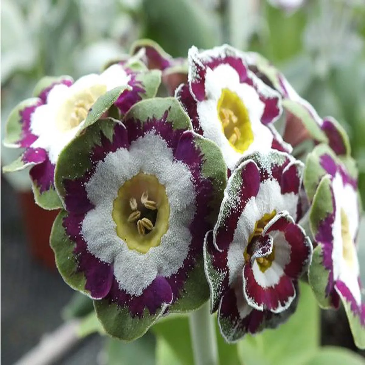 Primula auricula Lisa ClaraShow Auricula