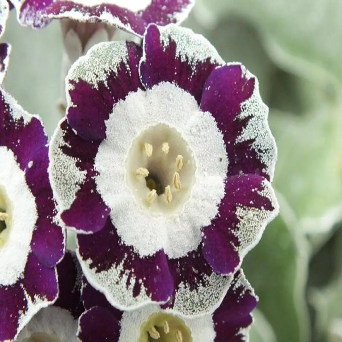 Primula auricula MayhemShow Auricula