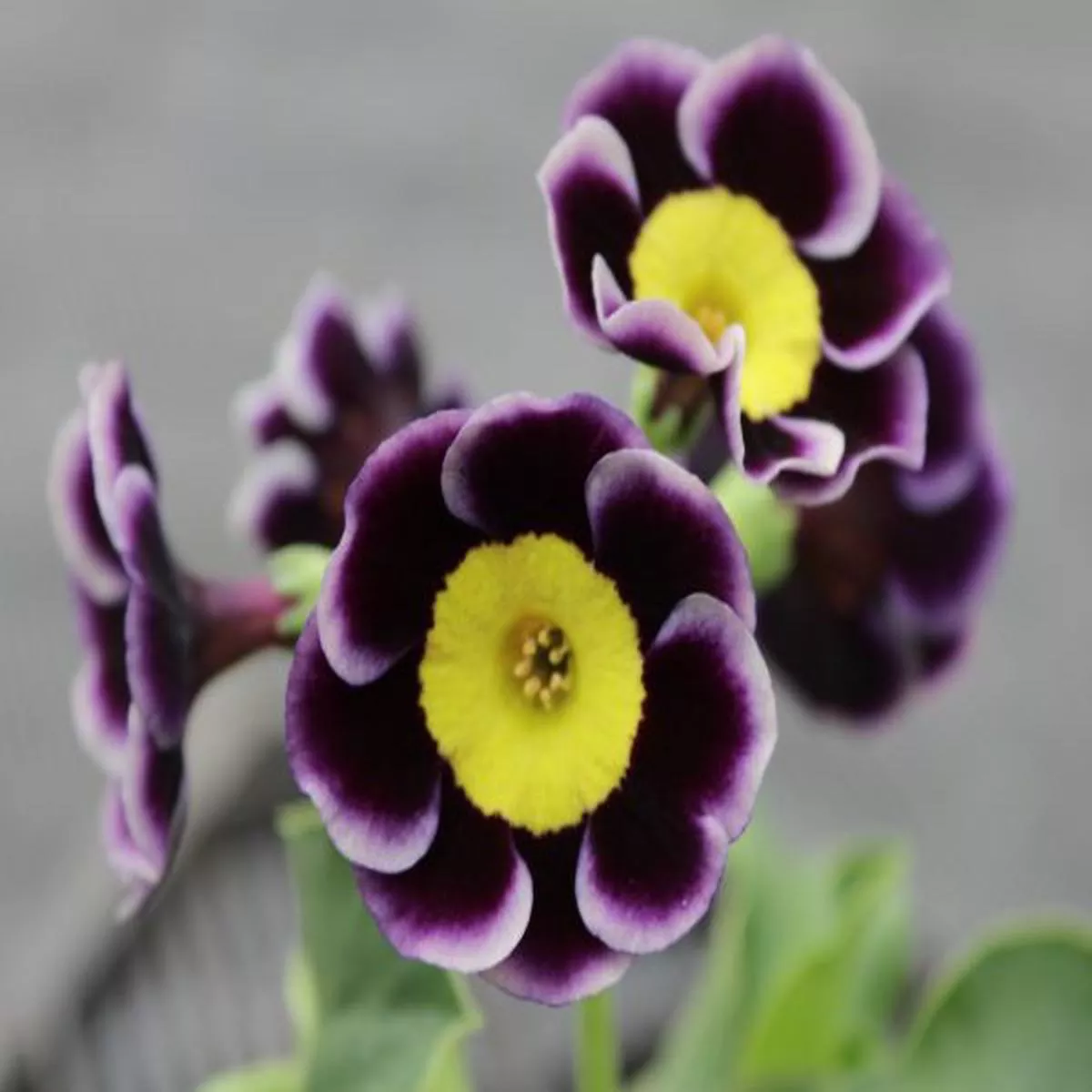 Primula auricula Molly LangfordAlpine Auricula