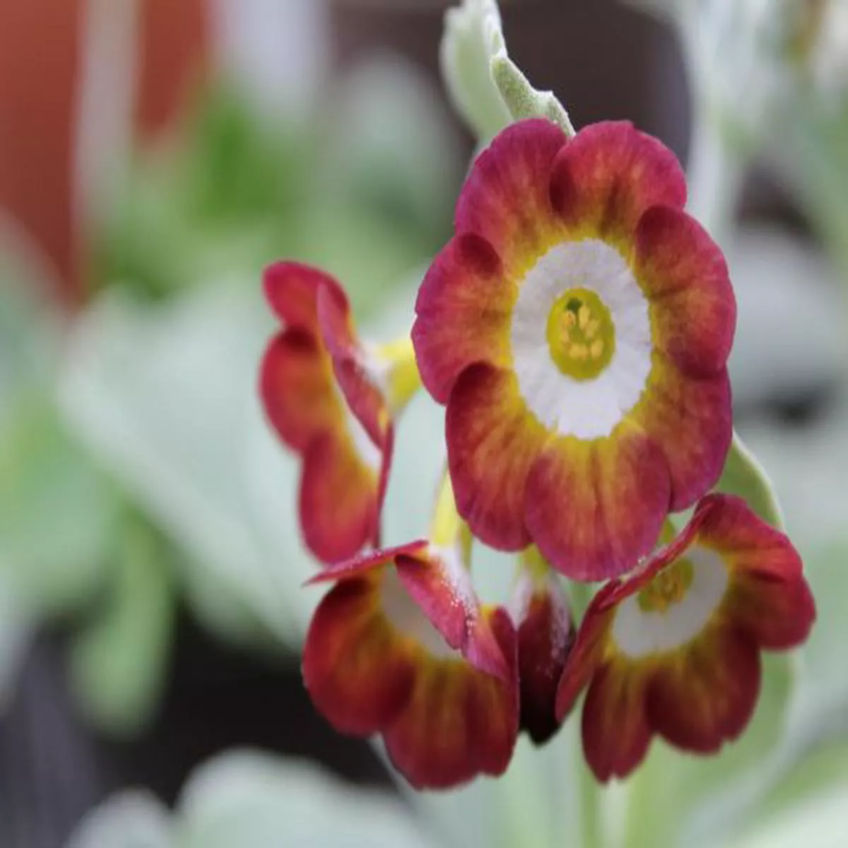 Primula auricula Moon FairyShow Auricula