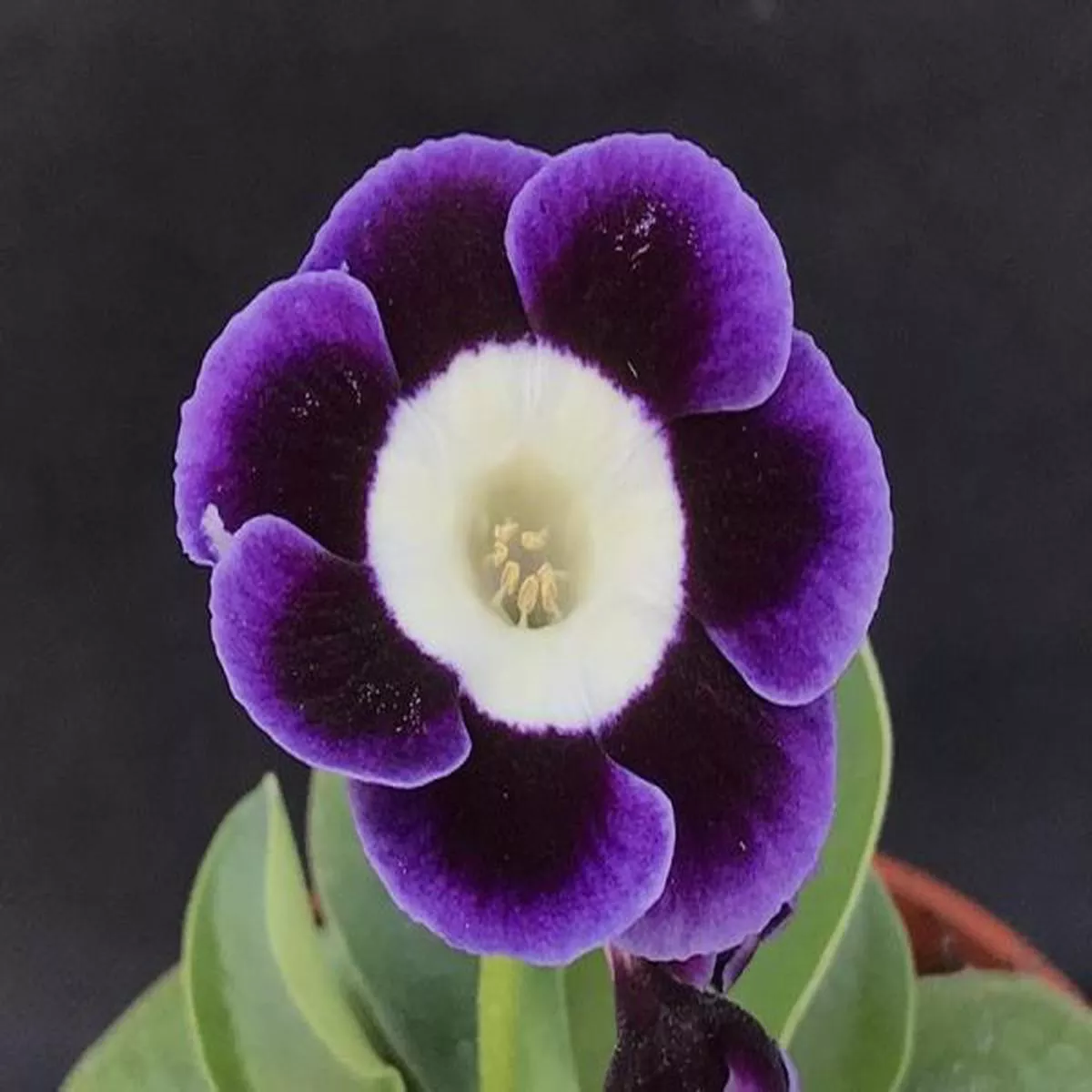 Primula auricula Muriel JamesAlpine Auricula