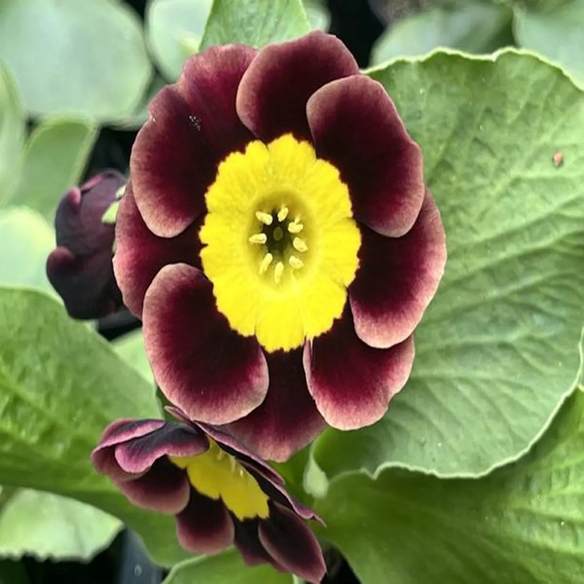 Primula auricula Old SmokeyAlpine Auricula