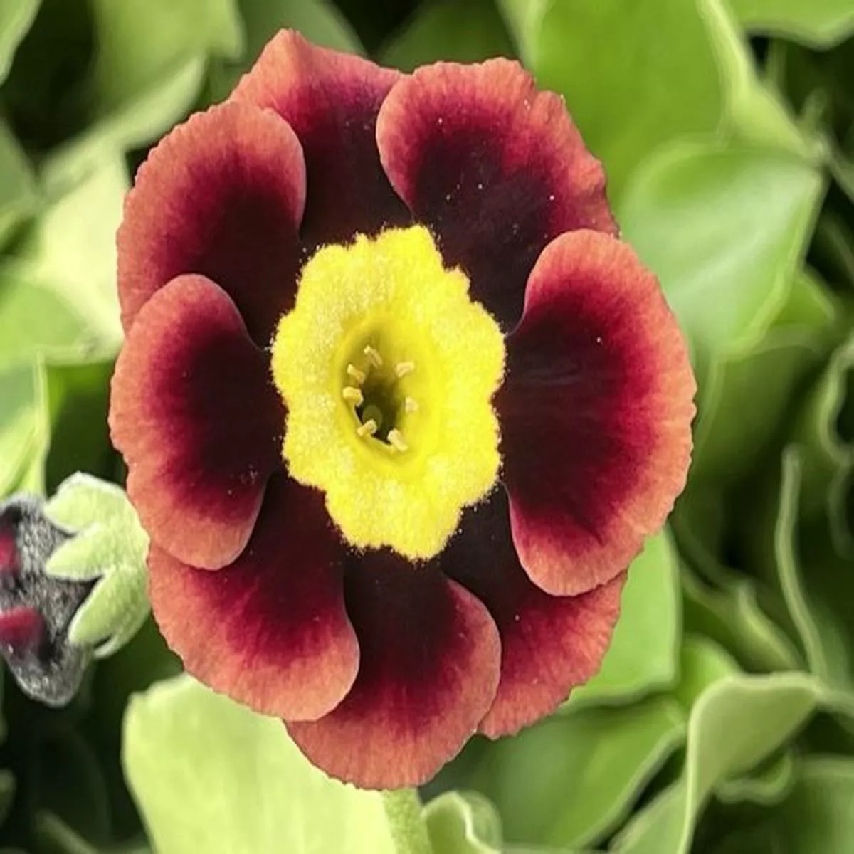 Primula auricula R. L. BowesAlpine Auricula