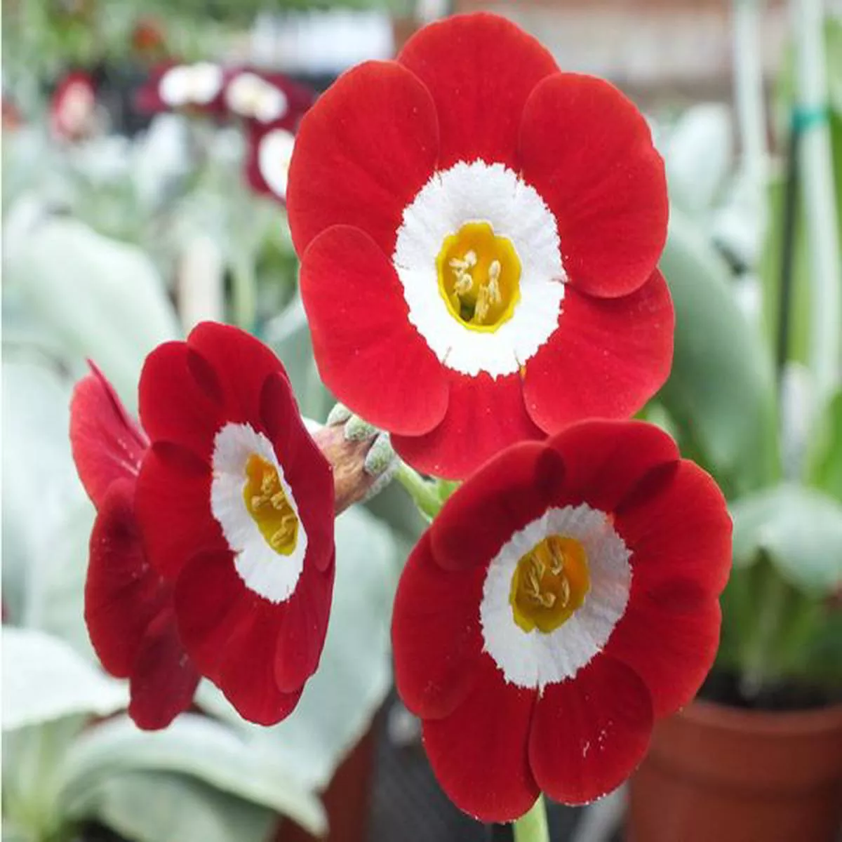 Primula auricula Royal MailShow Auricula