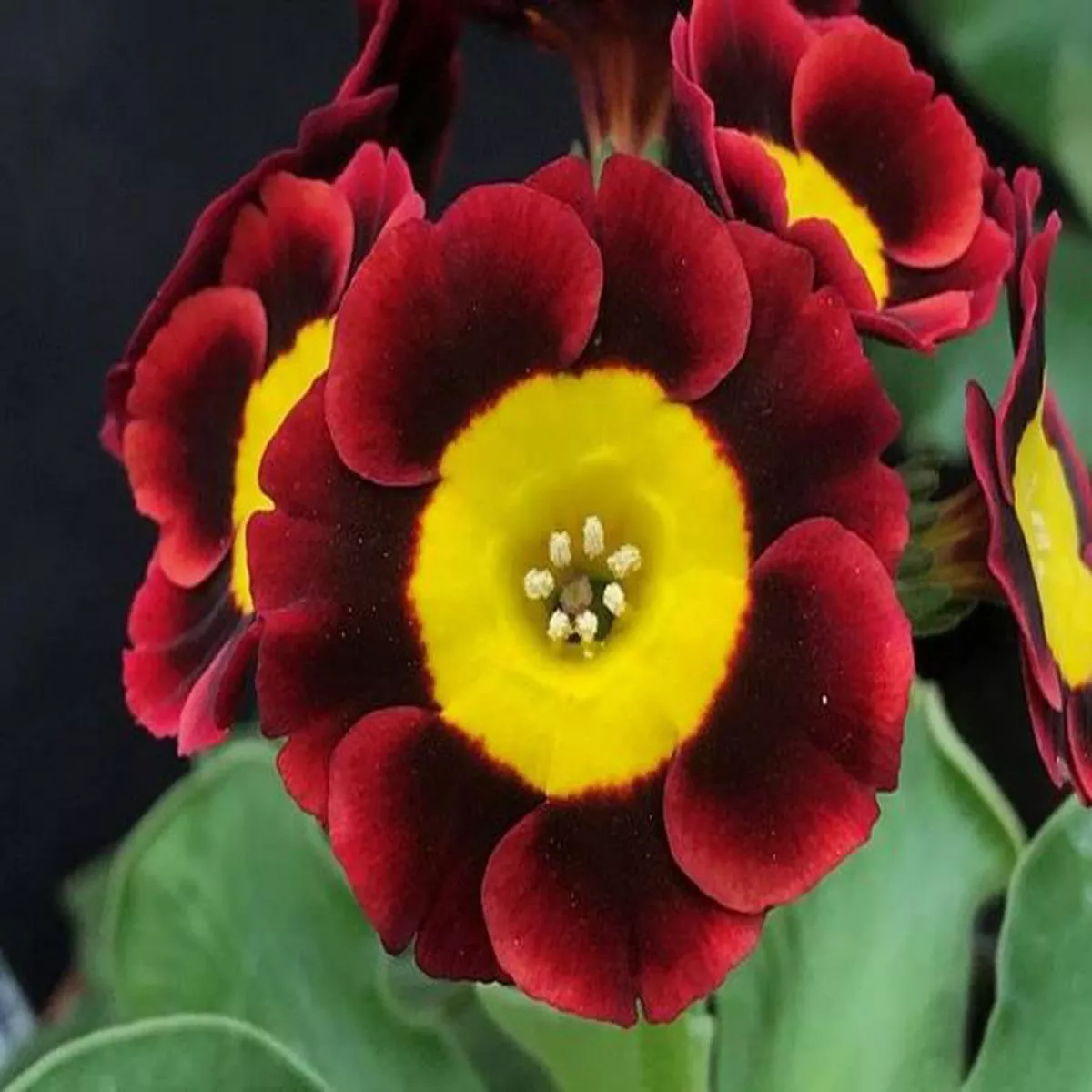 Primula auricula S.V.RAlpine Auricula