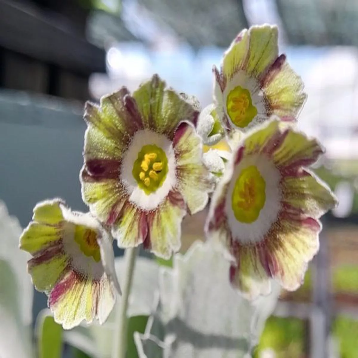 Primula auricula SoliloquyShow Auricula