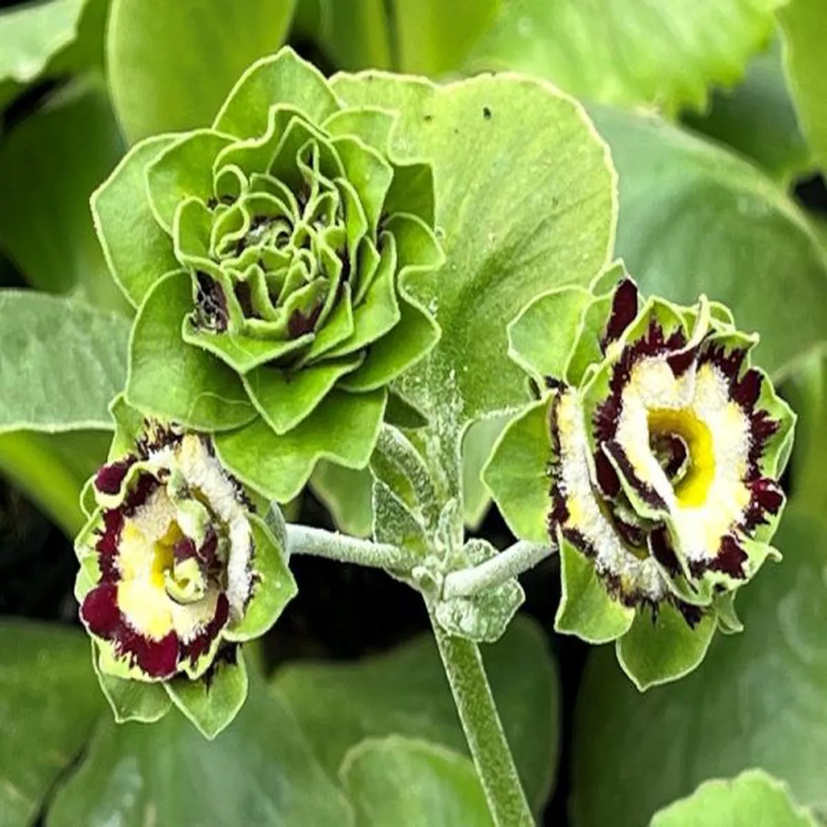Primula auricula SwordDouble Auricula