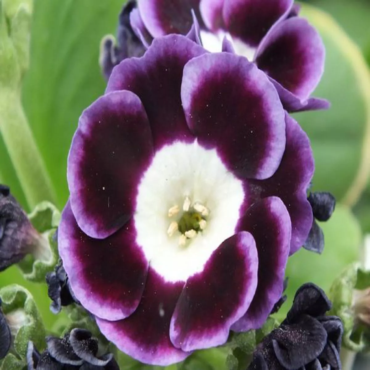 Primula auricula VulcanAlpine Auricula