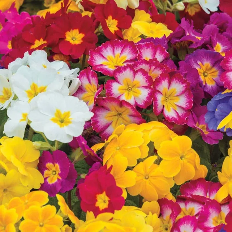 Primula English Primrose