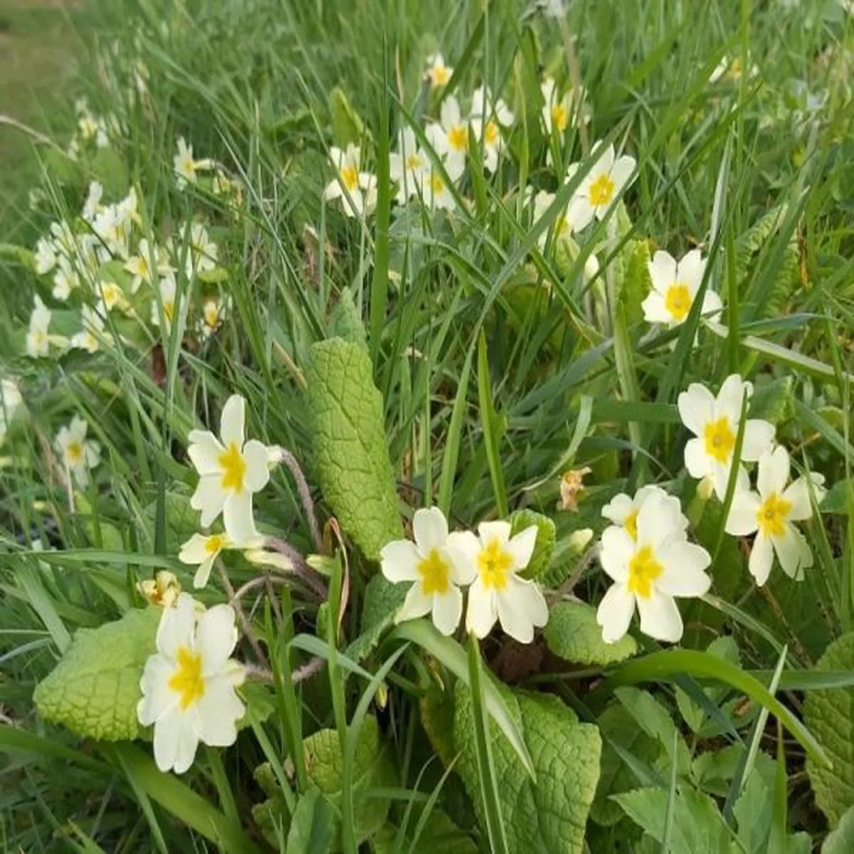 Primula vulgaris / Primrose