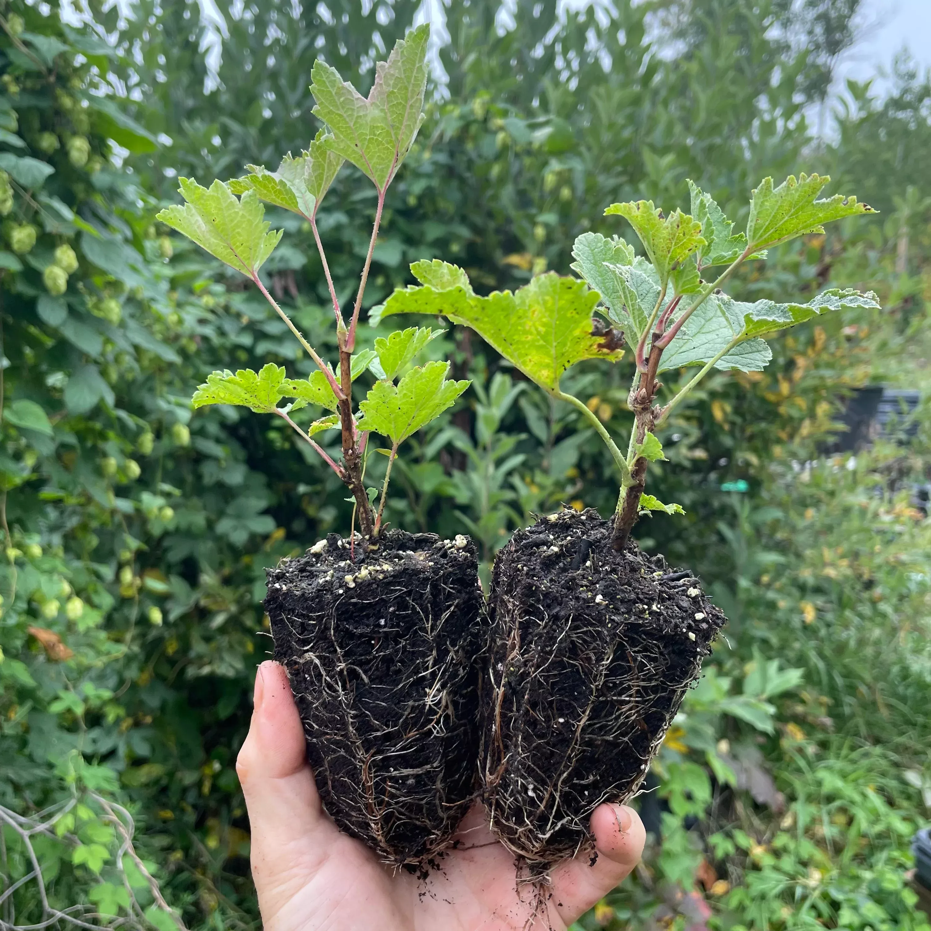 Primus White Currant