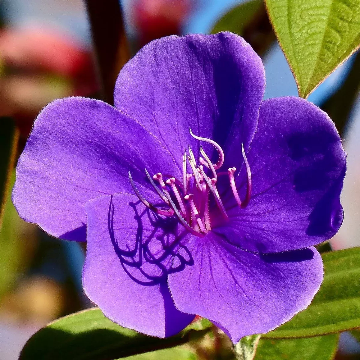 Princess Flower