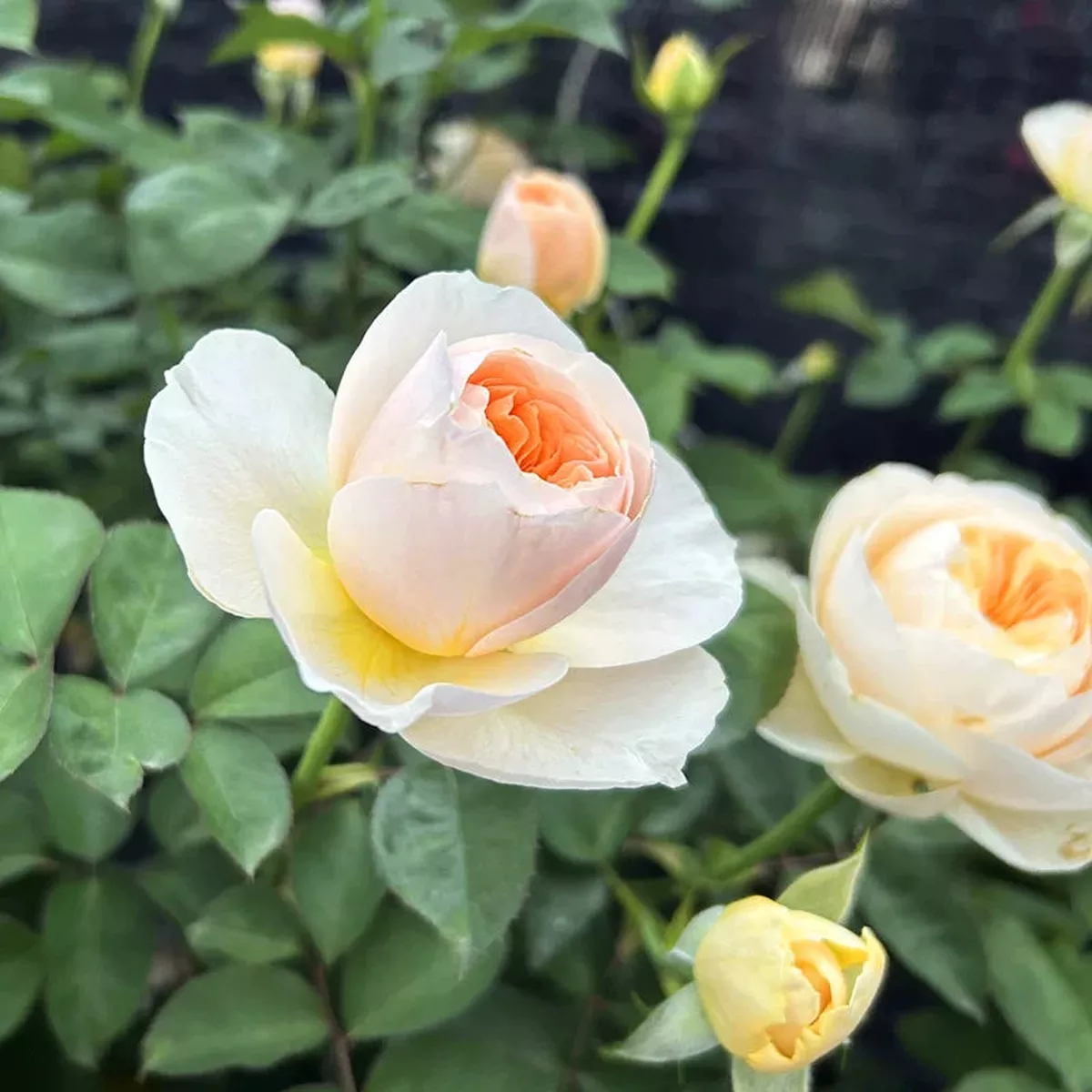 Princesse de Monaco – Candy