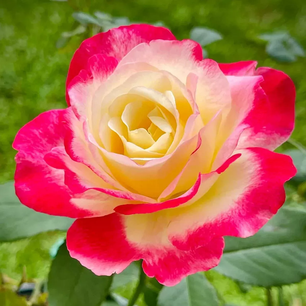 Princesse de Monaco – Carmine