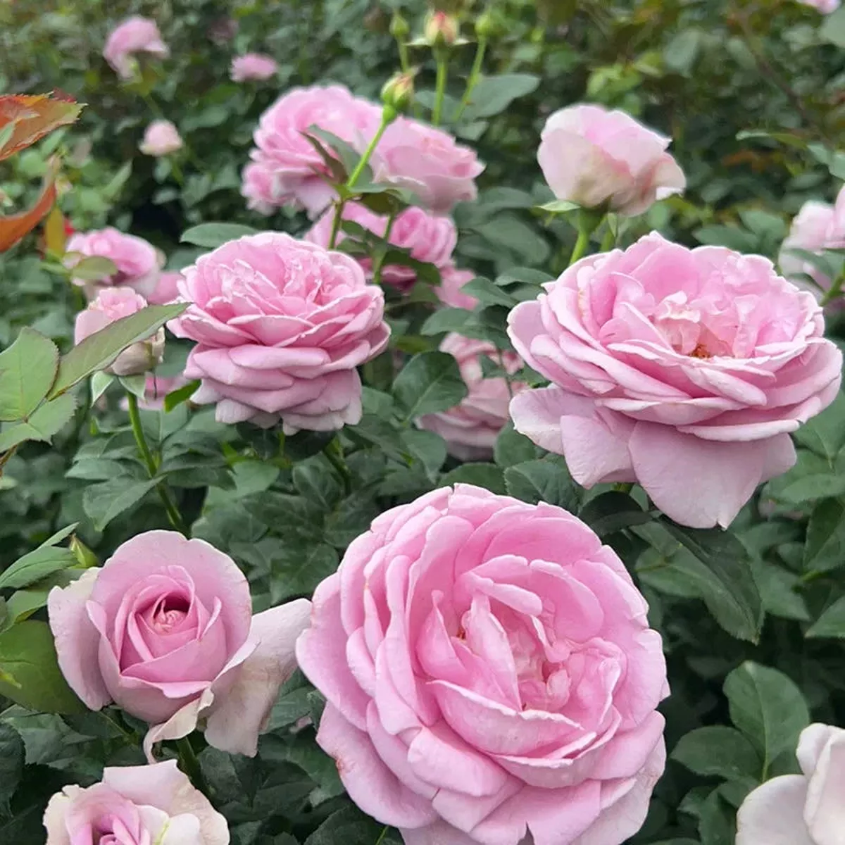 Princesse de Monaco – Light Pink