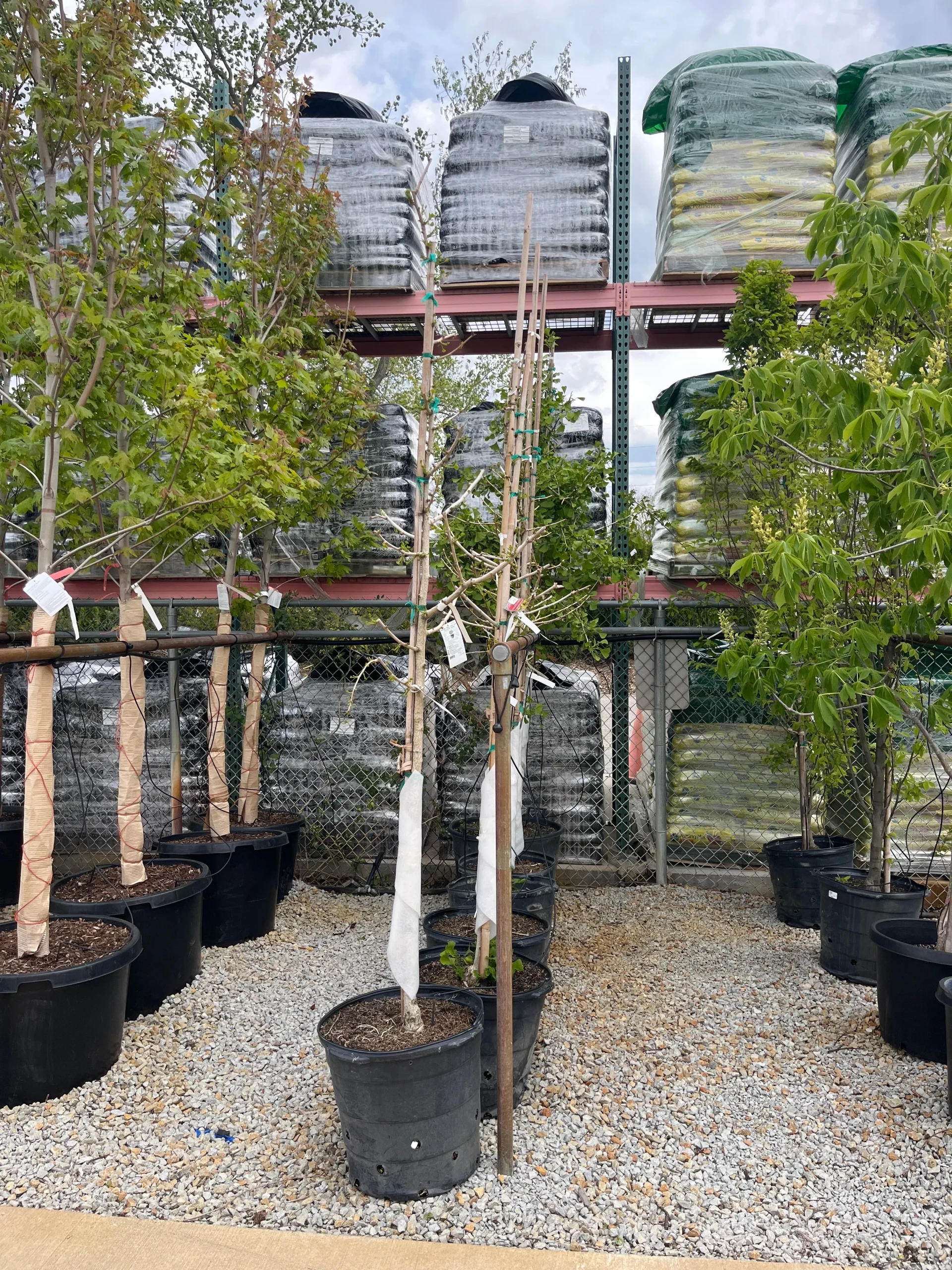 Princeton Sentry Ginkgo - Ginkgo biloba - 15 Gallon Potted Tree