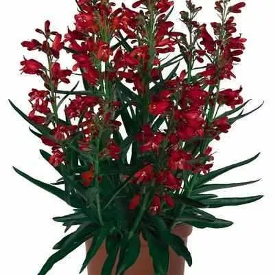 Pristine Scarlet Beardtongue