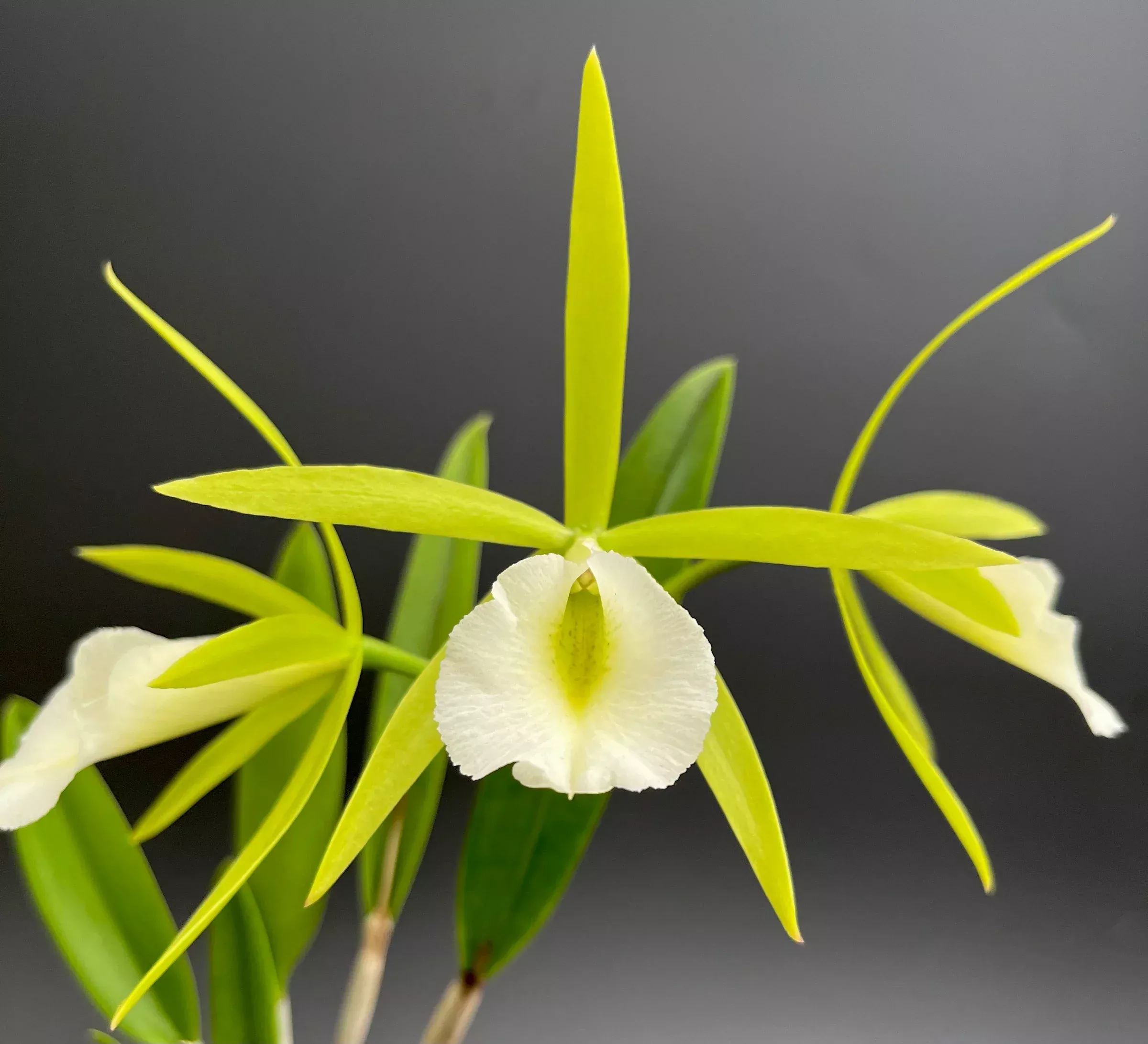 Procatavola Key Lime Stars