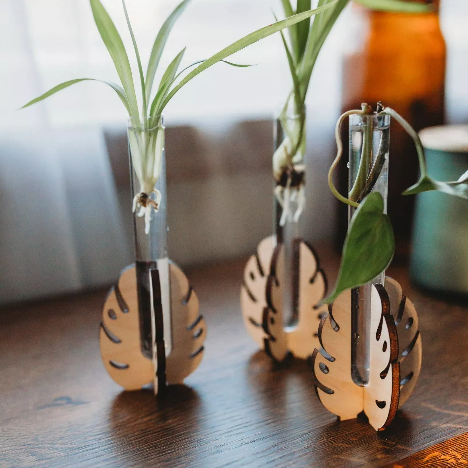 Propagation - Monstera Tabletop Station