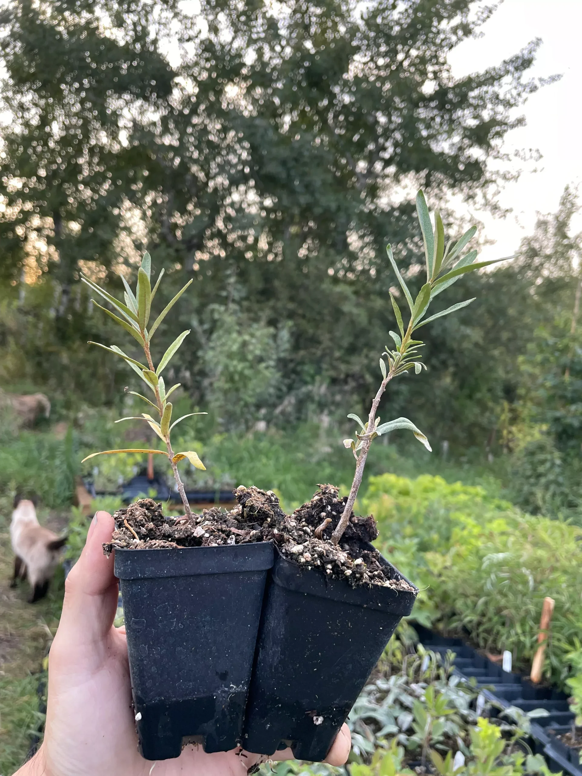 Prorachnaya Sea Buckthorn