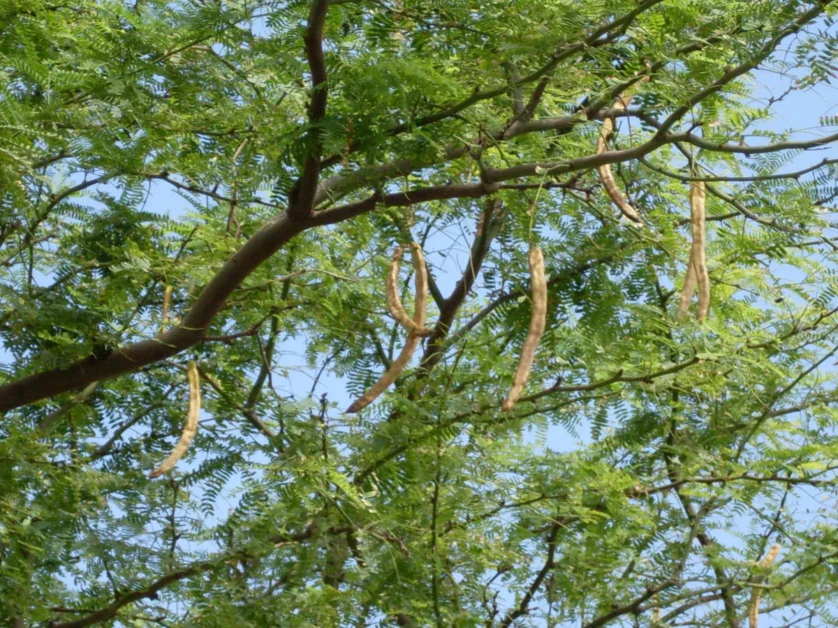 Prosopis juliflora 25 Seeds - Honey Mesquite
