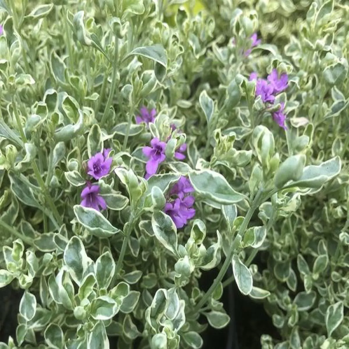 Prostranthera ovalifolium Variegata